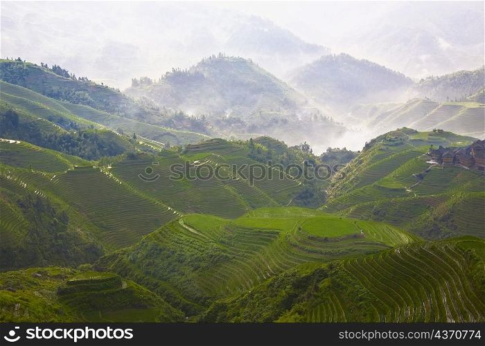 High angle view of terraced fields, Jinkeng Terraced Field, Guangxi Province, China