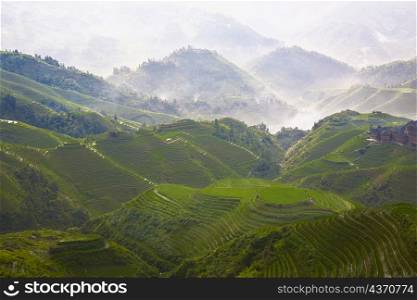 High angle view of terraced fields, Jinkeng Terraced Field, Guangxi Province, China