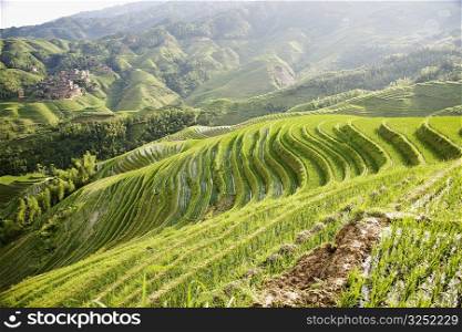 High angle view of terraced rice fields, Jinkeng Terraced Field, Guangxi Province, China