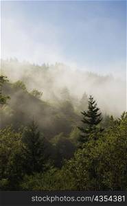 High angle view of the fog in the trees