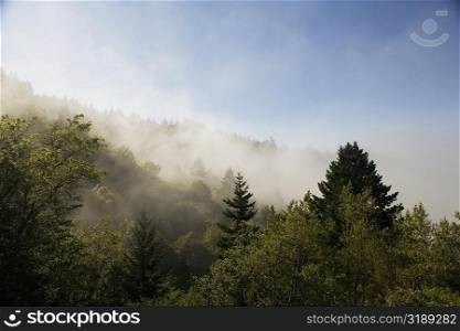 High angle view of the fog in the trees, Mt. Tamalpais State Park, California, USA