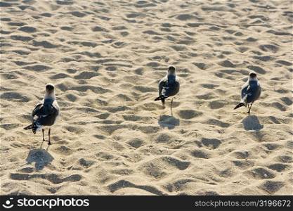 High angle view of three birds on the sand