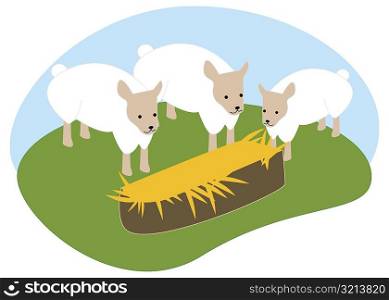 High angle view of three sheep standing in front of hay