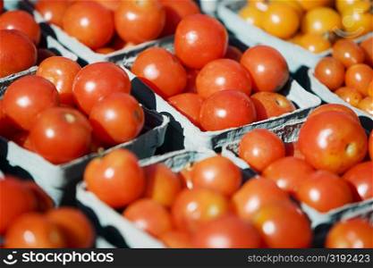 High angle view of tomatoes in containers