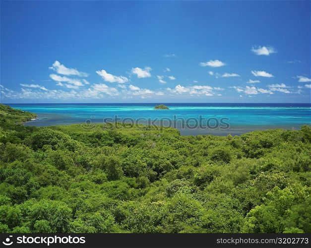 High angle view of trees at the seaside, Crab Cay, Providencia, Providencia y Santa Catalina, San Andres y Providencia Department, Colombia