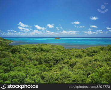 High angle view of trees at the seaside, Crab Cay, Providencia, Providencia y Santa Catalina, San Andres y Providencia Department, Colombia