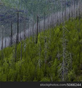 High angle view of trees in a forest, Going-to-the-Sun Road, Glacier National Park, Glacier County, Montana, USA