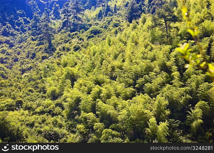High angle view of trees in a forest, Xidi, Anhui Province, China