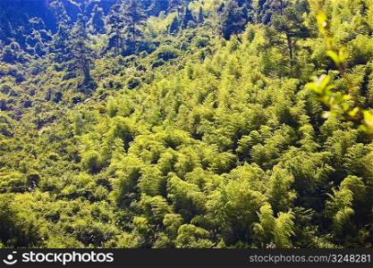 High angle view of trees in a forest, Xidi, Anhui Province, China