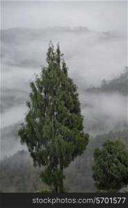 High angle view of trees in foggy valley, Punakha Valley, Punakha District, Bhutan
