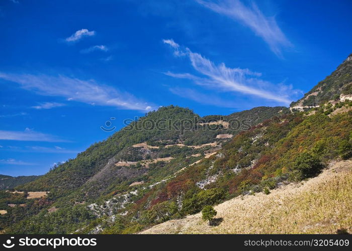 High angle view of trees on a hill, Hierve El Agua, Oaxaca State, Mexico