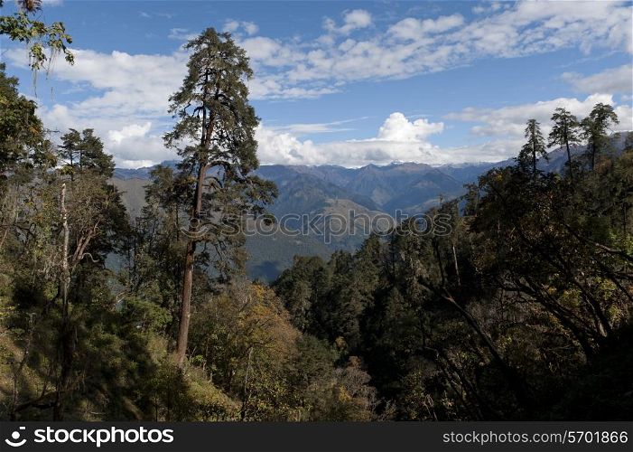 High angle view of trees on mountains, Rukubji Village, Trongsa District, Bhutan
