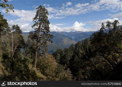 High angle view of trees on mountains, Rukubji Village, Trongsa District, Bhutan