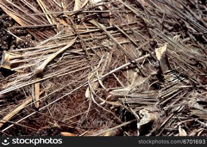 High angle view of twigs and wooden sticks