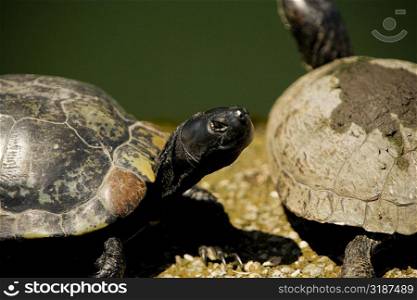 High angle view of two turtles on a rock