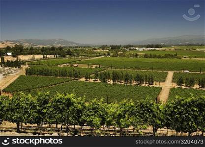 High angle view of vineyards