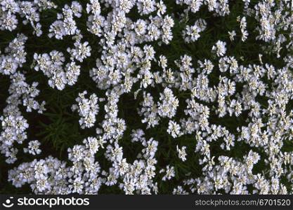 High angle view of white flowers growing in a garden