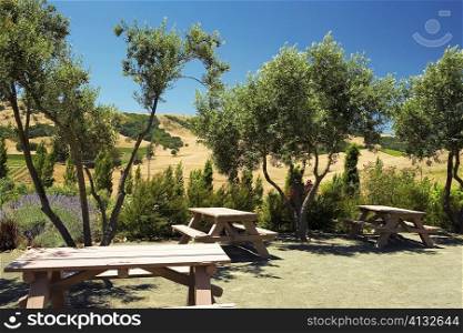 High angle view of wooden picnic benches, Napa Valley, California, USA