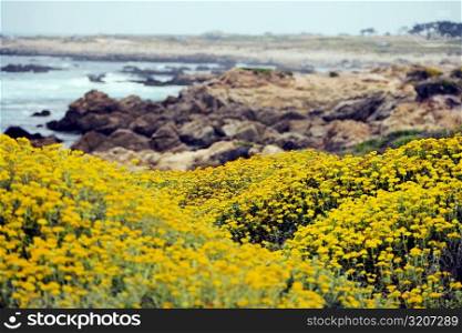 High angle view of yellow wildflowers by the shore