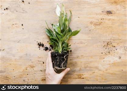 high angle view person s hand holding green plant against wooden backdrop