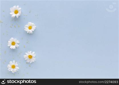 high angle view white daisy flowers pollen arranged blue background
