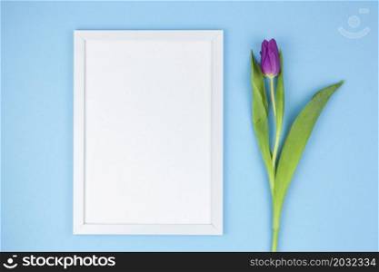 high angle view white frame tulip turquoise background