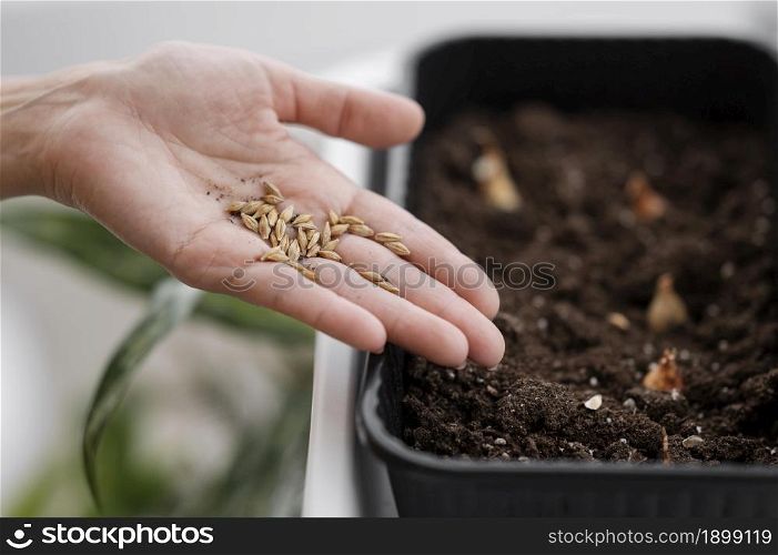 high angle woman holding seeds planting with pot. Resolution and high quality beautiful photo. high angle woman holding seeds planting with pot. High quality beautiful photo concept