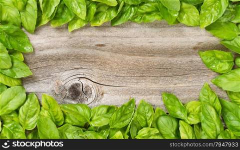 High angled view of freshly picked large basil leafs forming border on rustic wood.