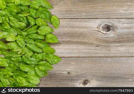 High angled view of freshly picked large basil leafs on rustic wood.