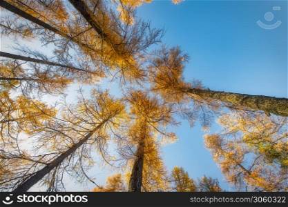 High autumnal larch towards the sky taken from below by a forseta