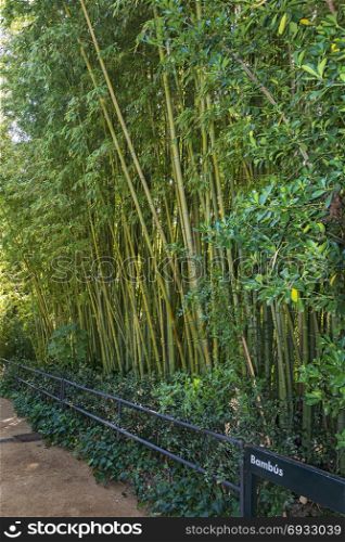 High bamboo thickets behind the fence along the footpath