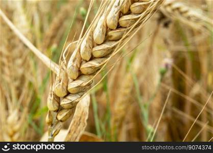 High close-up on an ear of grain, summer view