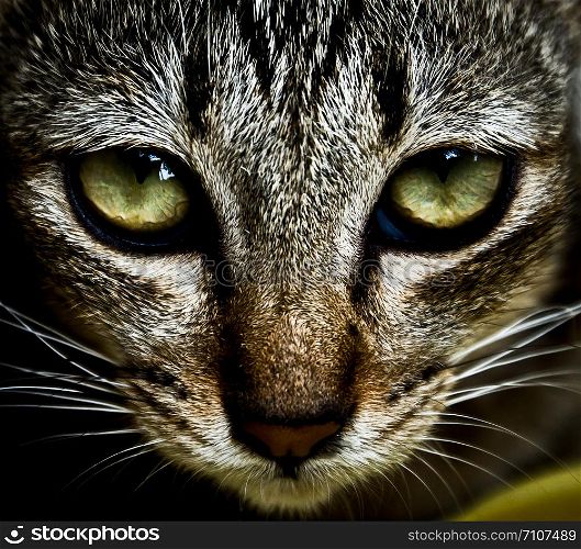 high contrast cat face with beautiful eyes
