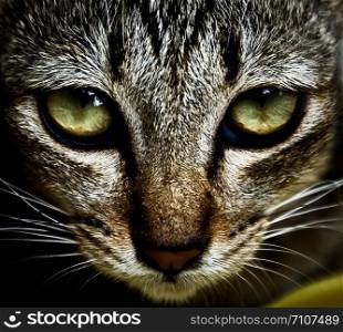 high contrast cat face with beautiful eyes
