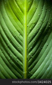 High contrast detail of large fresh leaf with water droplets