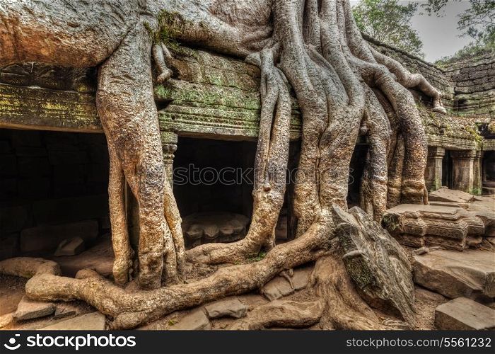 High dynamic range (hdr) image of ancient ruins with tree roots, Ta Prohm temple ruins, Angkor, Cambodia