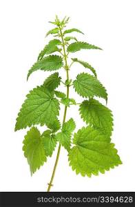 high green nettle plant isolated on white