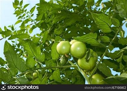 High green tomato plants are growing in the greenhouse. View from below