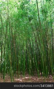 "High green trunk of bamboo plant "Phyllostachys viridi Glaucesens" (nature background)"