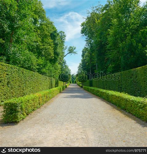 High hedges in the city park in Germany.