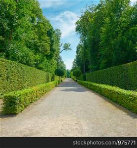 High hedges in the city park in Germany.