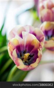 High key photo of tulips
