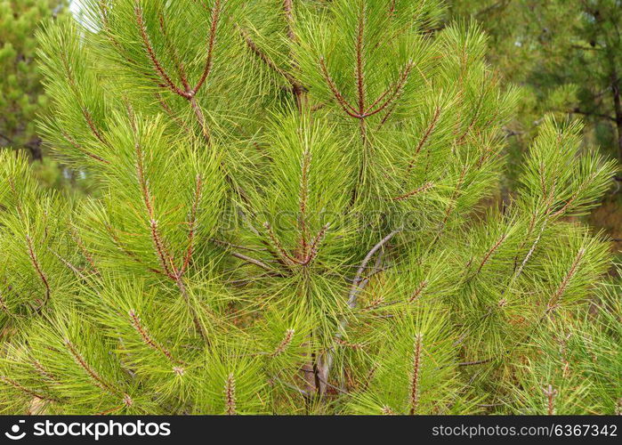 High landscape with pine trees top and a cloudy sky