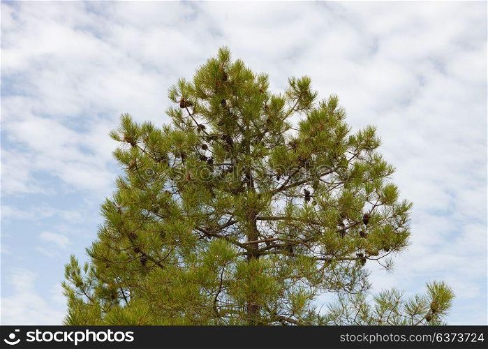 High landscape with pine trees top and a cloudy sky
