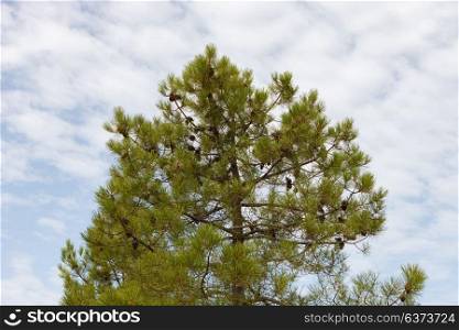 High landscape with pine trees top and a cloudy sky