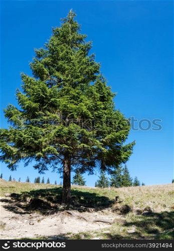 High lonely pine in a clearing. landscape