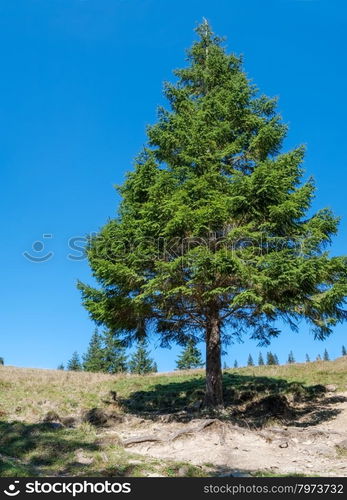 High lonely pine in a clearing. landscape