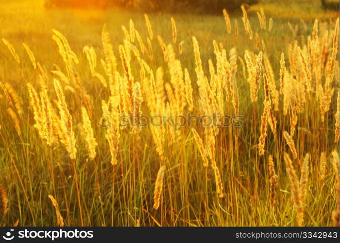 High meadow grass in the bright backlighting of setting sun as a texture