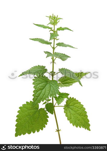 high nettle plant isolated on white