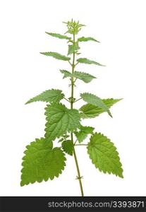 high nettle plant isolated on white